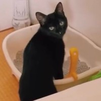 掃除後の砂も厳しくチェック（画像提供：cats5_hachiさん）