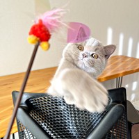 おもちゃで遊ぶもめんくん（画像提供：もめんさん）