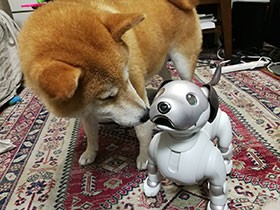 ロボット犬ａｉｂｏと本物の犬の間に愛情？！　共同生活を実験