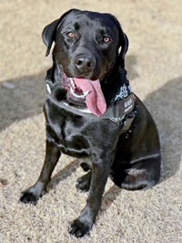 にっこり笑顔がキュートなハロくん（画像提供：ハロさん）