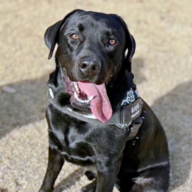 にっこり笑顔がキュートなハロくん（画像提供：ハロさん）