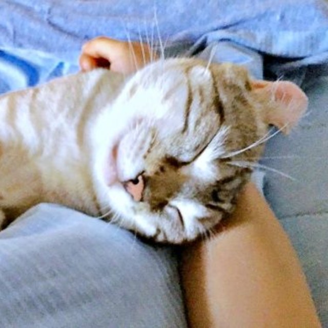 腕枕で眠るつくねくん（画像提供：べじたりあん。さん）