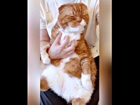 目をつぶってうっとり。ペットシッターさんに抱っこされる右京くん（画像提供：shihoさん）