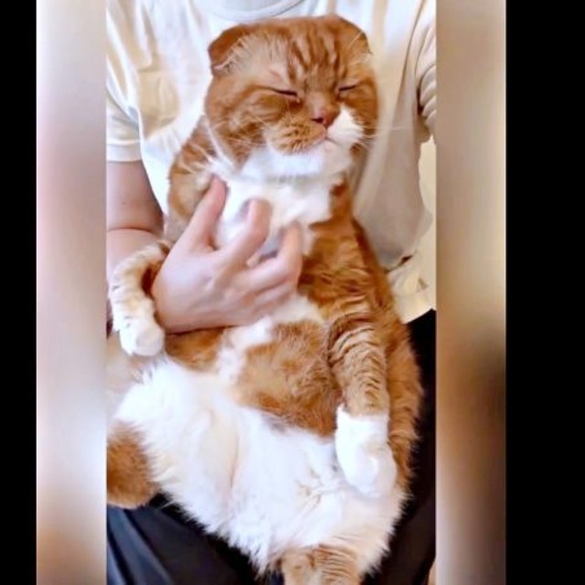 目をつぶってうっとり。ペットシッターさんに抱っこされる右京くん（画像提供：shihoさん）