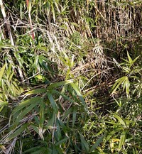 野犬の姿が見えたものの、竹藪の中に消えてしまいました