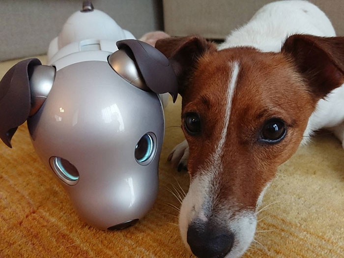 アイボと同じように伏せるジャック・ラッセル・テリア＝ソニー提供