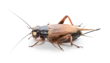 食料不足解決へ 国産コオロギの普及目指す 徳島大学発ベンチャーの挑戦 ほ とせなnews