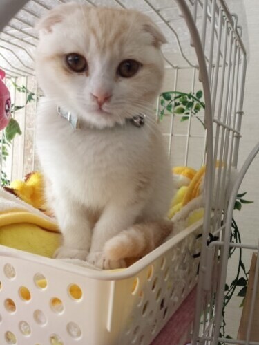 家にきたころの「きなこ」