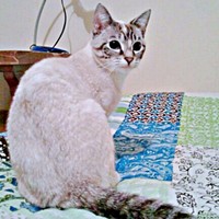 15年前のルーチちゃん。被毛の色合いが現在とまったく違いました（画像提供：原田さん）