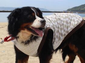 「うちの子記念」で海に連れてきてもらったの　元繁殖犬のバーニーズ「ちゃろ」