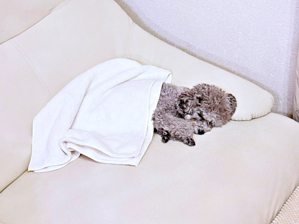 ソファの上ですやすやと眠るエマちゃん（画像提供：エマです！さん）