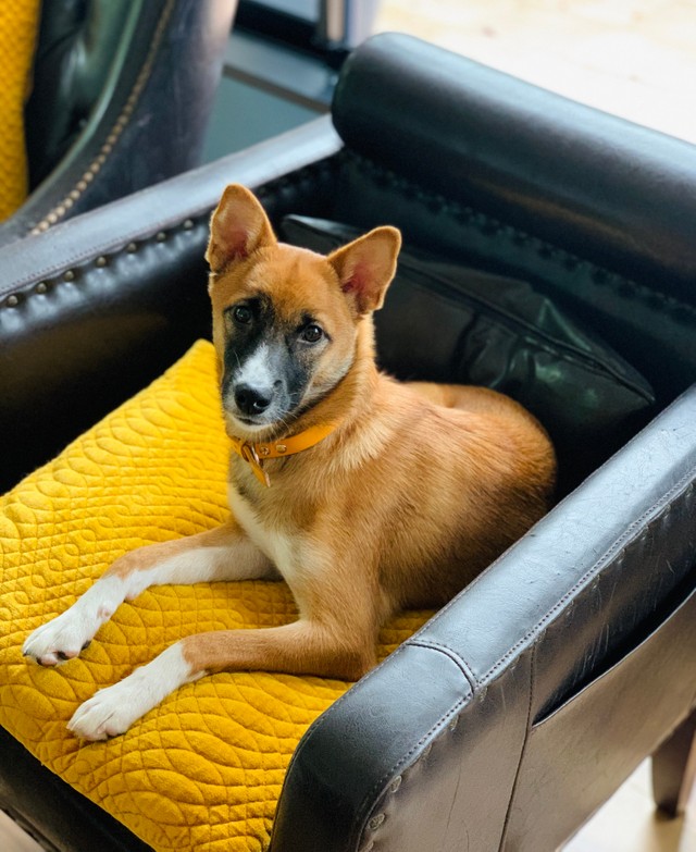 保護犬として蛇蔵さんに引き取られた山崎ちゃん（蛇蔵さん提供）