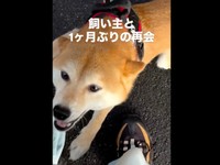 嬉しそうに鳴く琴ちゃん。飼い主さんに飛びついて大喜び（画像提供：Yastinさん）