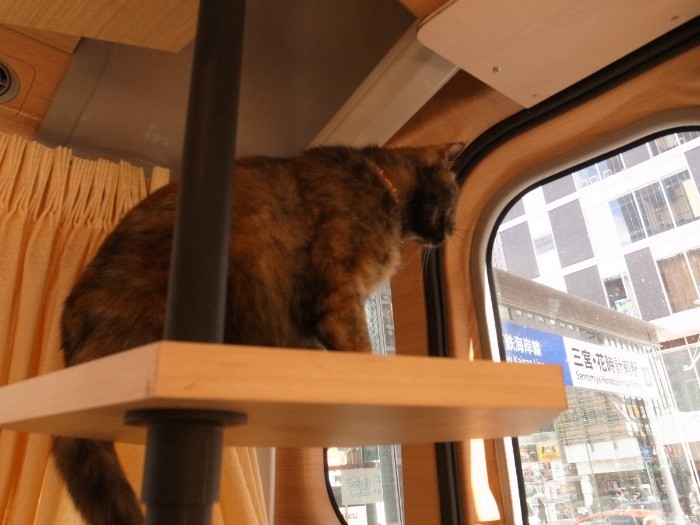 バスの中から、外に集まる人を見つめる猫