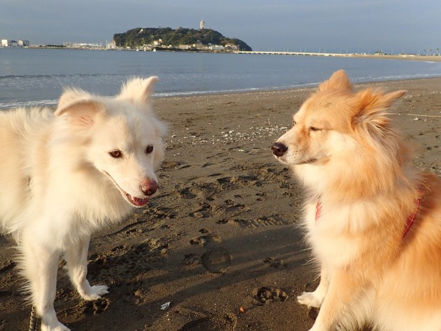 犬は今を生きる のか そうではないのか 毎年夏になるとおびえるのはなぜ 犬 猫との幸せな暮らしのためのペット情報サイト Sippo