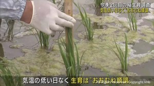 宮城県各地で稲の生育調査　おおむね順調に生育