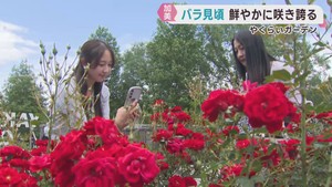 色鮮やかなバラが見頃　宮城・やくらいガーデン