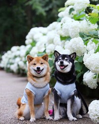 満開のアナベルとみくりなちゃん（提供：柴犬みくりな）