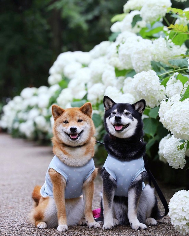 満開のアナベルとみくりなちゃん（提供：柴犬みくりな）