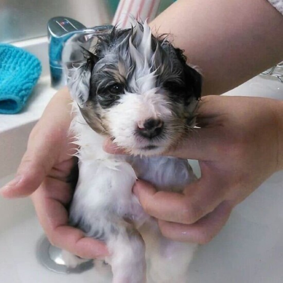 家にきたころの「レイリー」