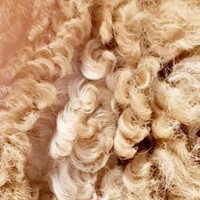 猫の毛に見えない！ もやしくんのくるくる巻き毛（画像提供：ラムキンのもやし君さん）