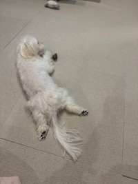 股関節が柔らかいのかも？