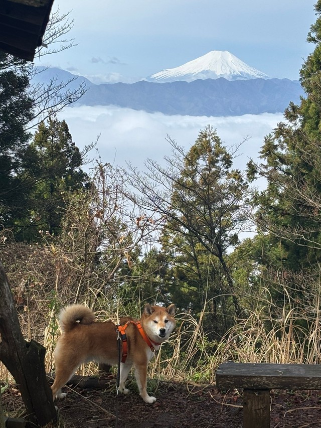 富士山を背景に見返り岳くん（画像提供：岳 柴犬 さん）