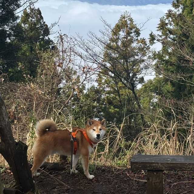 富士山を背景に見返り岳くん（画像提供：岳 柴犬 さん）