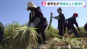 日本語学校の留学生たちが稲刈りを体験　宮城・加美町