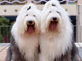 散歩中のオールドイングリッシュ「ヴェルディ」「ロッシーニ」　