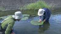 【特集】生き物大好き記者が追う！今回のテーマは「水草」