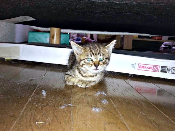 保護時、生後1カ月半ほどだったしらすちゃん（画像提供：硝子さん）