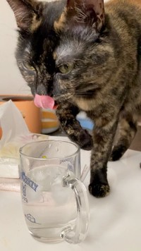 氷の入った水が好き＝nyan.sssさん提供