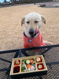 お正月は犬おせちも食べました！（現在は過保護犬クーの日常さん提供）