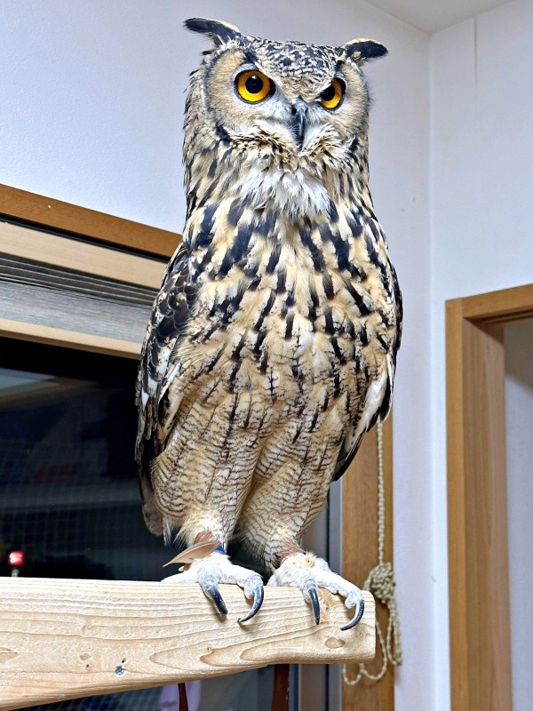 止まり木にとまったベンガルワシミミズクのアルマちゃん（画像提供：アルマ@ベンガルワシミミズクさん）