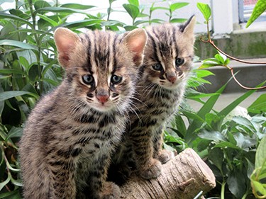 絶滅危惧種ツシマヤマネコの繁殖成功　子猫を公開　京都市動物園
