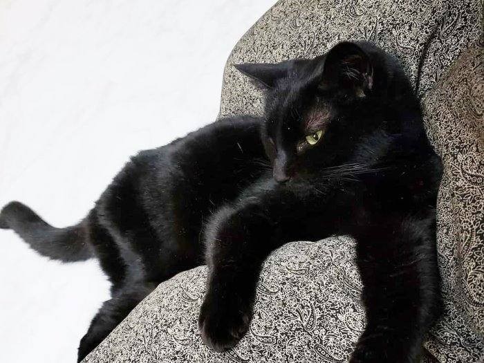 保護されて根津さん宅（写真提供=根津さん）