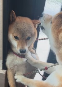 あまりにも怖くて下向きました（柴犬三姉妹の飼い主さん提供、IInstagramよりキャプチャ撮影）