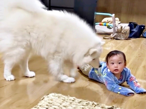 弟が転ぶとーーあわてて起き上がって様子をうかがうこはくちゃん（画像提供：サモエド こはくさん）