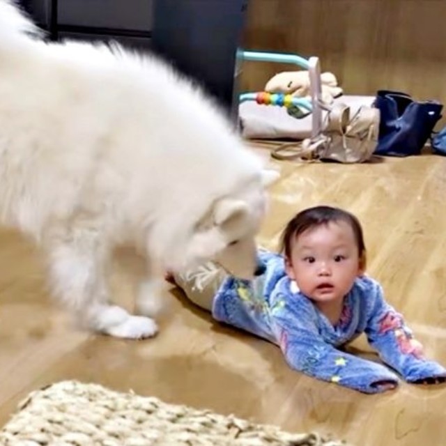 弟が転ぶとーーあわてて起き上がって様子をうかがうこはくちゃん（画像提供：サモエド こはくさん）