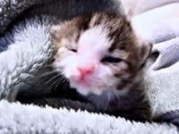 生後8日目、目が開いたにものちゃん（画像提供：にものちゃんねる【保護猫日記】さん）