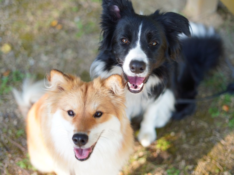休みの日は一緒にお出かけ。大自然の中、２人で走り回って遊んでいる