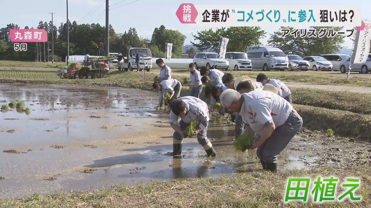 米作りに参入　アイリスグループの狙い