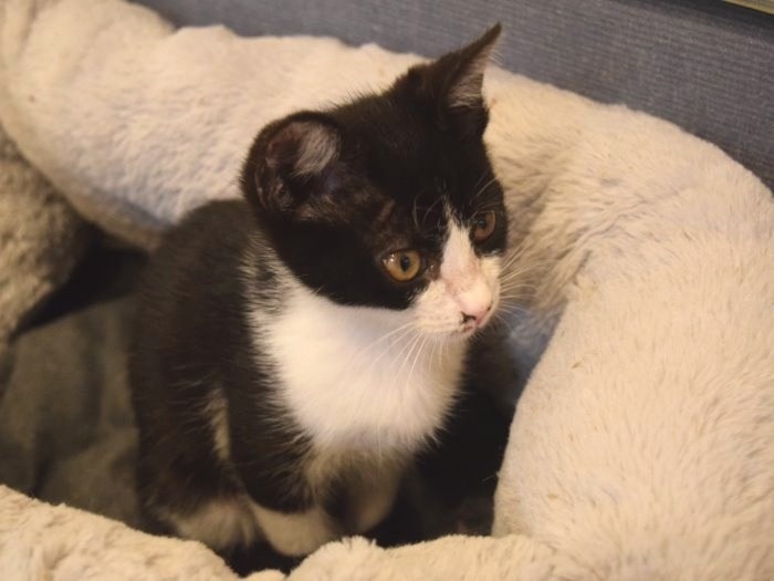 出会いを待つ保護猫＝ツキネコカフェ