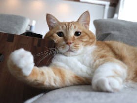 抜け毛に飛び散る猫砂……猫の飼い主が抱える掃除の悩み、解決方法ここにあり！