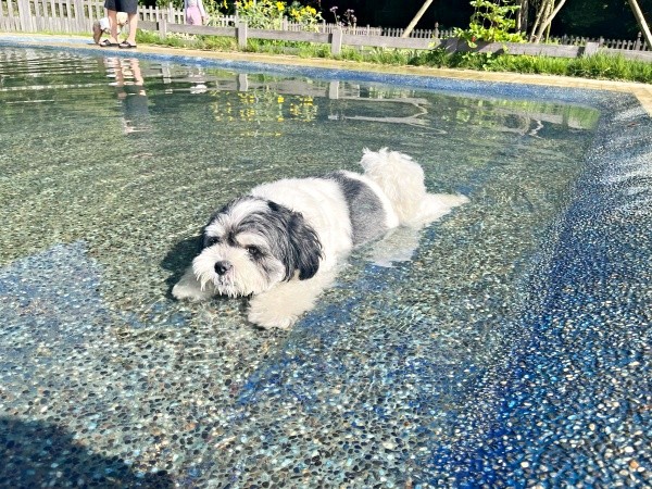 プールでうつ伏せになって涼むつくしちゃん（画像提供：パグチワマル つくしちゃん）