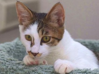 保護猫をのせて移動譲渡会　「幸せの黄色い車」始動