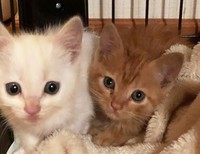 かわいい2匹の子猫ですが、その保護には相当な手間がかかりました