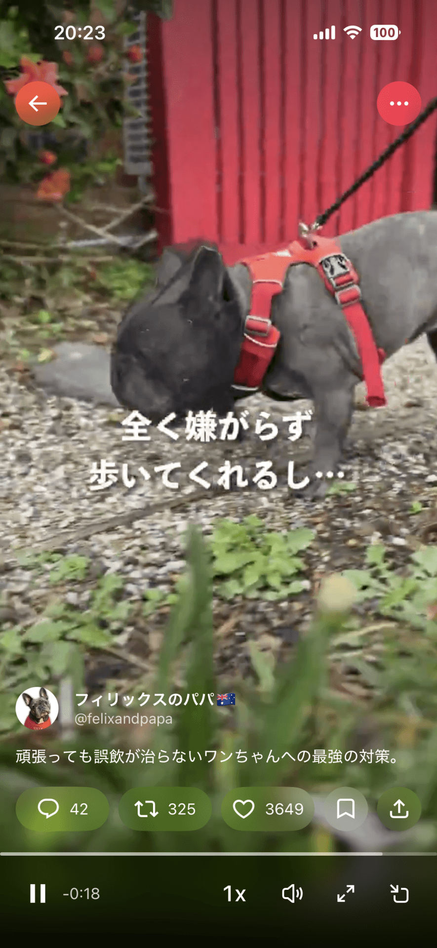 黒バージョンもかわいい