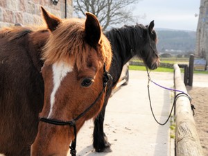 人が馬に乗ったとき、文明が始まった　古代ローマ史家が語る馬の力